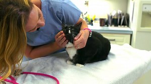 25K views · 90 reactions | If you’ve noticed your cat exhibiting a...