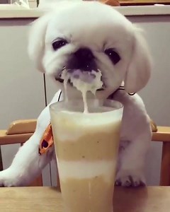 69K views · 2.6K reactions | Either way, it's mesmerizing to watch! | Pugs Are Awesome | Facebook