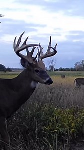 Does this deer reach 170”?! #outdoors #hunting #deerhunting #deersociety | The Deer Society