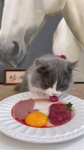 Meet the Insatiable Cat Foodie: Watch Raw Meat in Action