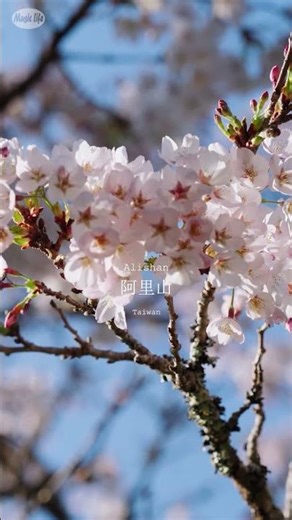 阿里山春天最美一刻 🌸櫻花火車與塔山森林 Spring in Alishan #阿里山森林鐵路 #台灣旅行 #TaiwanTravel #Taiwan #櫻花 #CherryBlossom #櫻花季