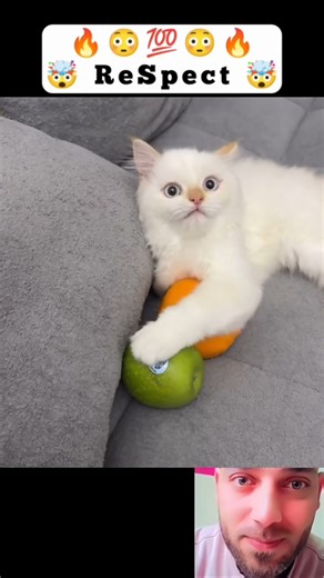 Cats That Are Smarter Than You Think! 😍😳