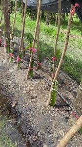 Victoria Farm on Reels