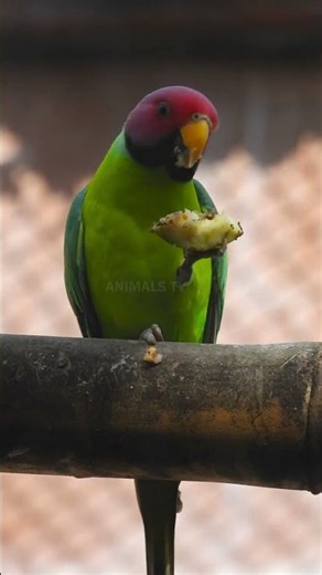 Beautiful Green Parrot Enjoying Its Favorite Food!