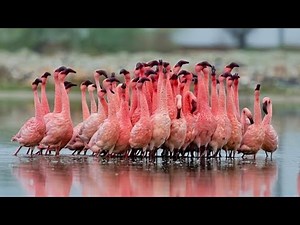 Lesser Flamingos spectacle Sambar Lake, Rajasthan