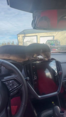 Adorable otter sneaks into cozy car