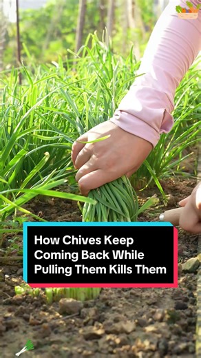 How Chives Regrow Despite Harvesting