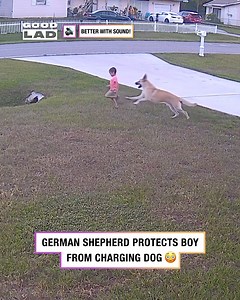 This heroic dog saved this boy from a nearby charging dog 🐶👏 | GOODLAD