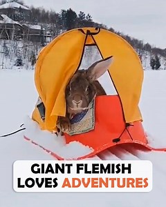 2.4K views · 140 reactions | Giant rabbit is my travel buddy  #animalstory #rabbits #cuddlebuddies | Cuddle Buddies | Facebook