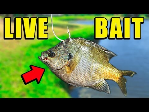 Fishing w/ LIVE BAIT for Spillway MONSTERS
