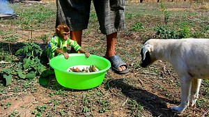43K views · 1.4K reactions | Soo protects grilled fish from puppy, Grandfather and grandmother grill small fish for Soo and puppy | Monkey Soo | Facebook