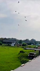 First trapping come from race #kalapatidsreels #racingpigeons #reelsvideoシ | Medul's Pigeon