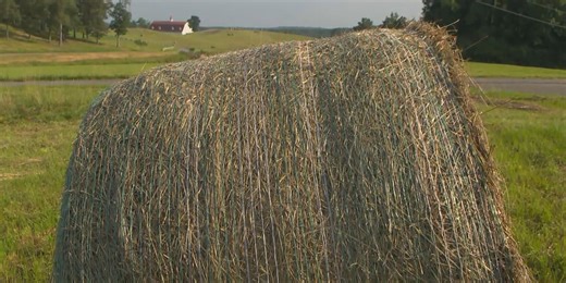 Hay help available for Alabama farmers