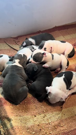 GodfatherBullys on TikTok