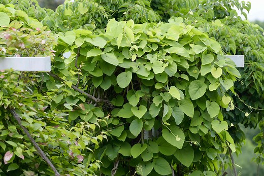 How to Grow Pipe Vines