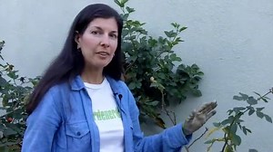 How to Prune Roses—and Why You Should Right Now Before It's Too Late