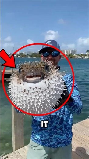 Why You Should NEVER Touch This Balloon Fish 🎈☠️