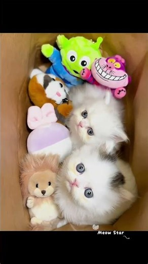🥰きょうのかわいさ、とどいたよ！｜Your daily cuteness is here!#cat #kitten #catvideos #子猫#meow