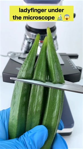 unexpected view ladyfinger under the microscope 😯🔬 #shockingfacts #microscope #ladyfinger #fun
