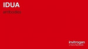 IDUA antibodies from Thermo Fisher Scientific