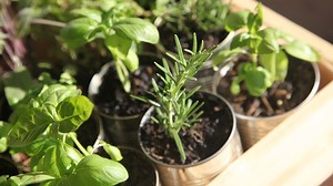 5 nature-inspired ways to bring joy and wonder into your life this spring