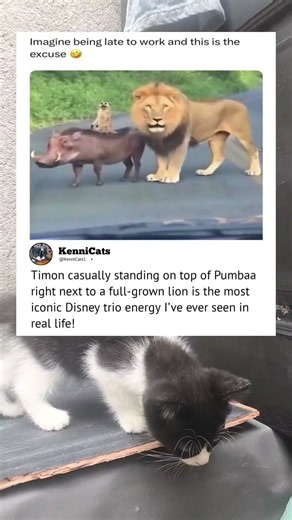 Timon stands on top of Pumbaa