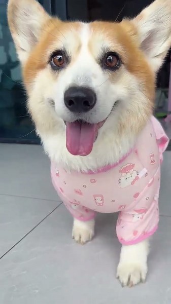 Breathable and elastic mesh four-legged clothing,the puppy transforms into a pink pig cutepetdaily
