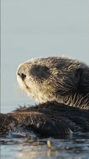 Happy #SeaOtter Awareness Week!