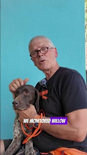 Willow: A German Shorthaired Pointer Shows Up At A Shelter