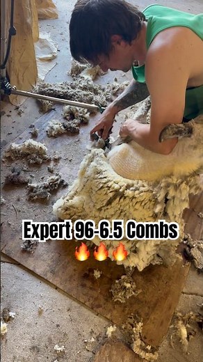 Kurtis Mooney shearing with the ‪@expertshearing‬ 96-6.5’s 🤩🤩🤩🐑
