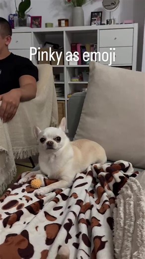 I can be different, and I like it 🥰 #chihuahua #chihuahualove #chihuahualife