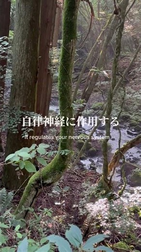 なぜ自然は、人を整えるのか #意識 #癒し #人生 #nature #波動 #自然治癒力#免疫力