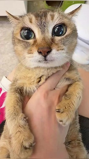 Cutest Cat Meimei: Funny & Cute Cat Clips