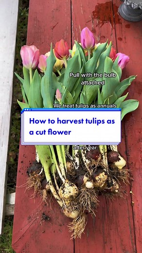 How to Harvest Tulips as a Cut Flower: Tips from Flower Farmers