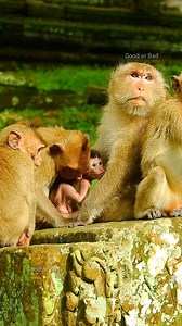 4.5K views · 327 reactions | Ooh what's wrong why small monkeys sitting around Draya like that! what's wrong? | Good Or Bad | Facebook