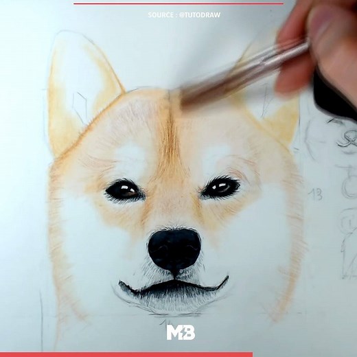 159K views · 382 reactions | Si toi aussi tu veux apprendre à dessiner un shiba cette vidéo est pour toi  Via Jordan Molina [TutoDraw] | minutebuzz | Facebook