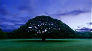 「日立の樹」CM 樹と光 篇 | 日立製作所 / Hitachi, Ltd.