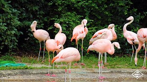 Chilean Flamingos aren’t born pink and you may be surprised by the source of their color. Zookeeper Rachael teaches us a bit about this brightly colored group and promises that they do, in fact, have 2 legs! 🦩 | BREC