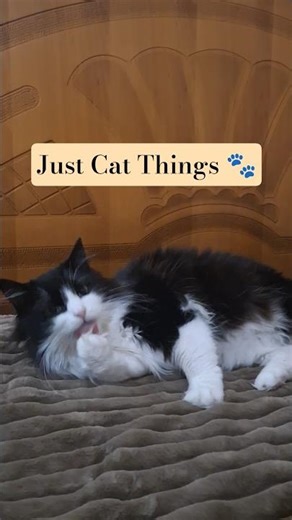 Funny Cat Cleaning 😹 #shorts #cat #funnycats #fypシ゚viral