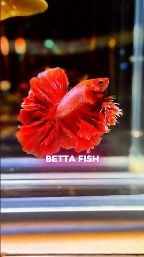 Why Do BETTA Fish Like To Lie On Leaves? 🤯