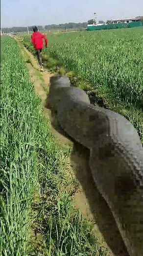 Anaconda Snake Chasing Boy video 🐍 #Shorts