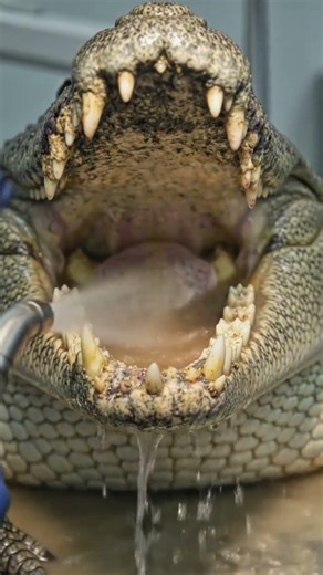 Crocodile's Deadly Teeth Cleaned for the First Time! 🐊 | WildCare Clinic
