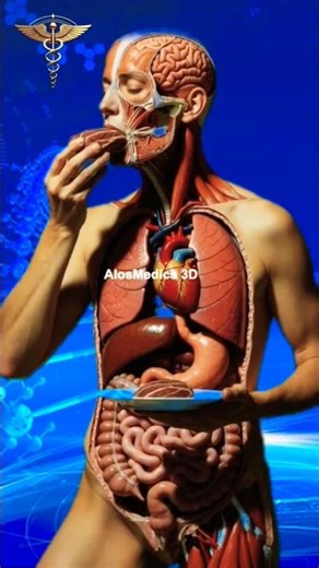 Benefits And Side Effects Of Meat #shorts #science #anatomy