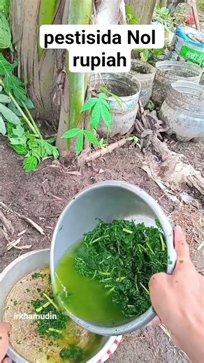 membuat ekstrak daun pepaya yang efektif melawan hama. Wajib coba!🌿