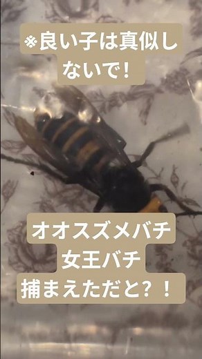 世界最大のスズメバチ、オオスズメバチを捕まえた💦
