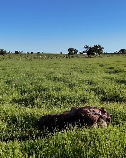 175K views · 756 reactions | Chester Zoo on Reels | Facebook