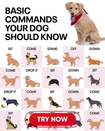 1.6K views · 51 reactions | The #1 Puppy & Dog Training App, created by top canine  | Woofz | Facebook