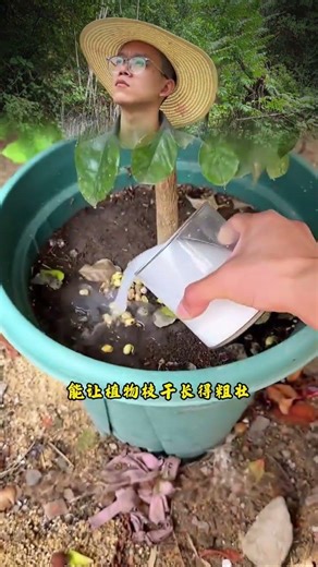 Unveiling the Surprising Uses of Eggshells You've Never Heard Before