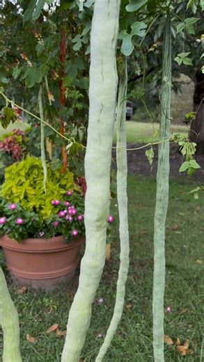 2K views · 109 reactions | Come and visit this peculiar plant before it’s gone!  The Snake Gourd (홏홧홞환홝홤홨홖홣황홝홚홨 환홪환홪홢홚홧홞홣홖) is part of the cucumber family and can grow in length to be as tall as a person. Come find them right beside our Kitchen Garden! | Norfolk Botanical Garden | Facebook
