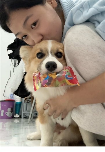 Nó giấu cả nhà luôn r kk #corgi #corgisoftiktok